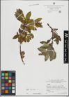 Foto von Salix hastata L.